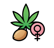 Феминизированные