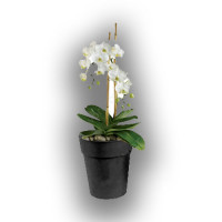 Горшок ORCHIDS, NPB, 19.5х16.5см, 3л