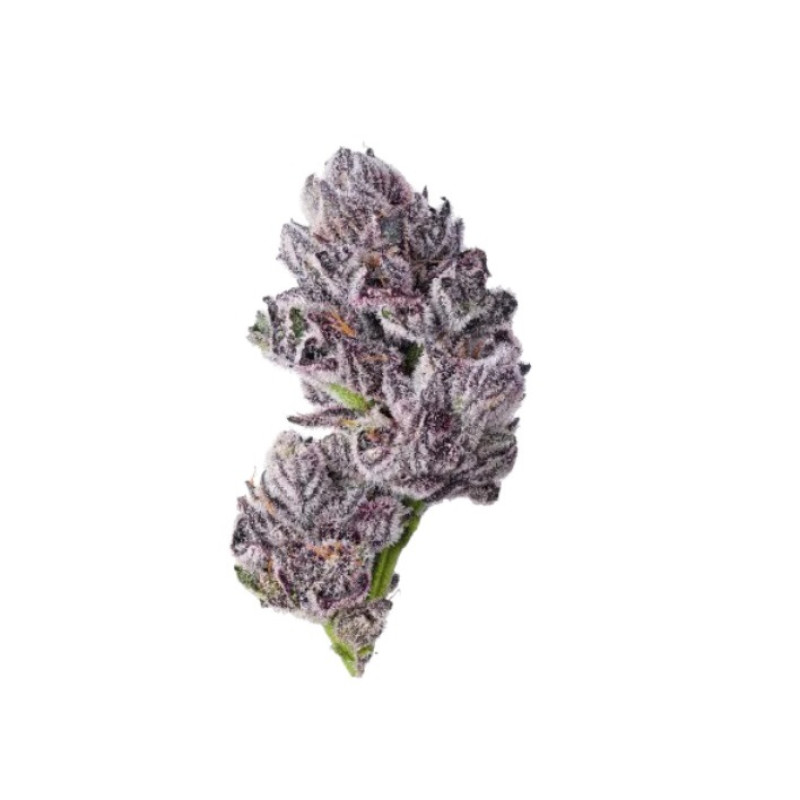 Triploid F1 Iced Sangria - Growers Choice, 10+4