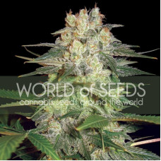 Afghan Kush Ryder - WoS, 3