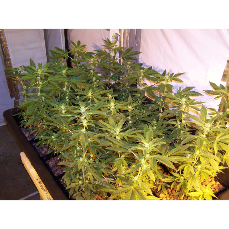 Afghan Kush - WoS, 3