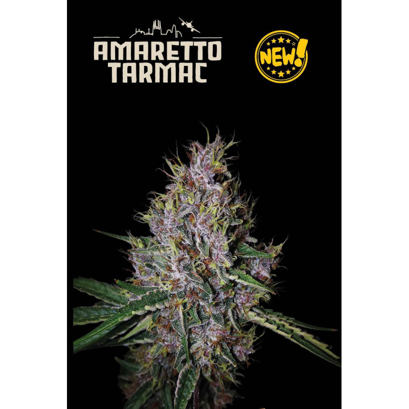 Amaretto Tarmac Auto - Seed Stockers, 5