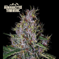 Amaretto Tarmac Auto - Seed Stockers, 3+2