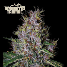 Amaretto Tarmac Auto - Seed Stockers, 5