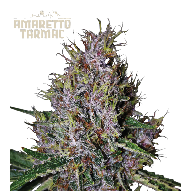 Amaretto Tarmac Auto - Seed Stockers, 5