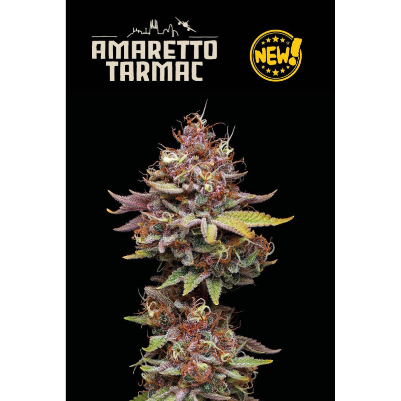 Amaretto Tarmac Feminised - Seed Stockers, 25