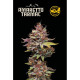 Amaretto Tarmac Feminised - Seed Stockers, 25
