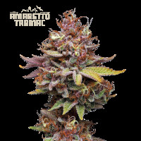 Amaretto Tarmac Feminised - Seed Stockers, 25