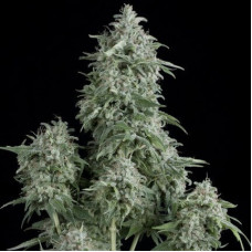 Anubis - Pyramid, 3+1