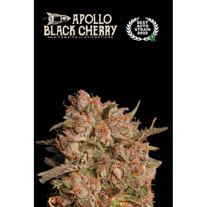 Apollo Black Cherry Auto - Seed Stockers, 25