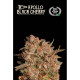 Apollo Black Cherry Auto - Seed Stockers, 25