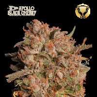 Apollo Black Cherry Auto - Seed Stockers, 25