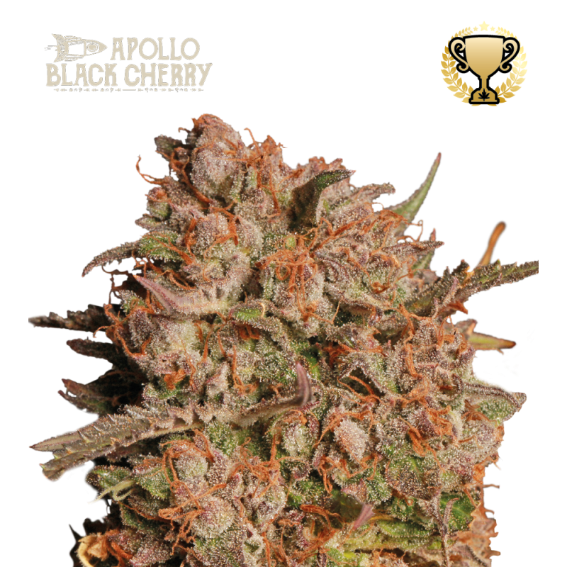 Apollo Black Cherry Auto - Seed Stockers, 25
