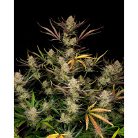 Apple Strudel Auto - Fast Buds, 3