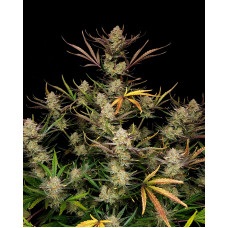 Apple Strudel Auto - Fast Buds, 5