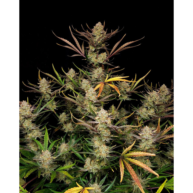 Apple Strudel Auto - Fast Buds, 3
