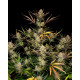 Apple Strudel Auto - Fast Buds, 3