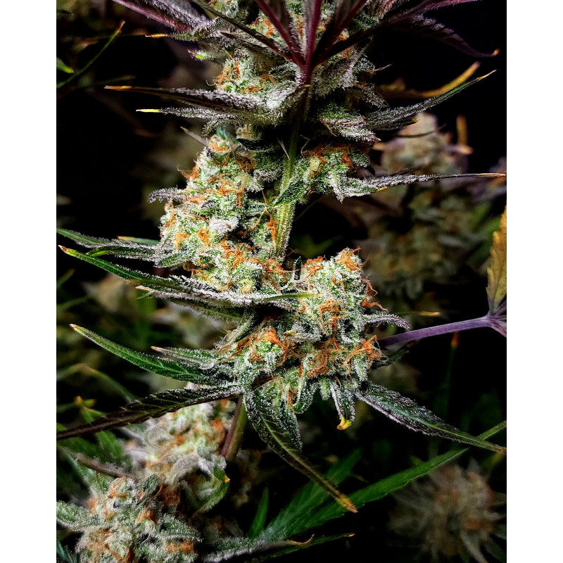 Apple Strudel Auto - Fast Buds, 3