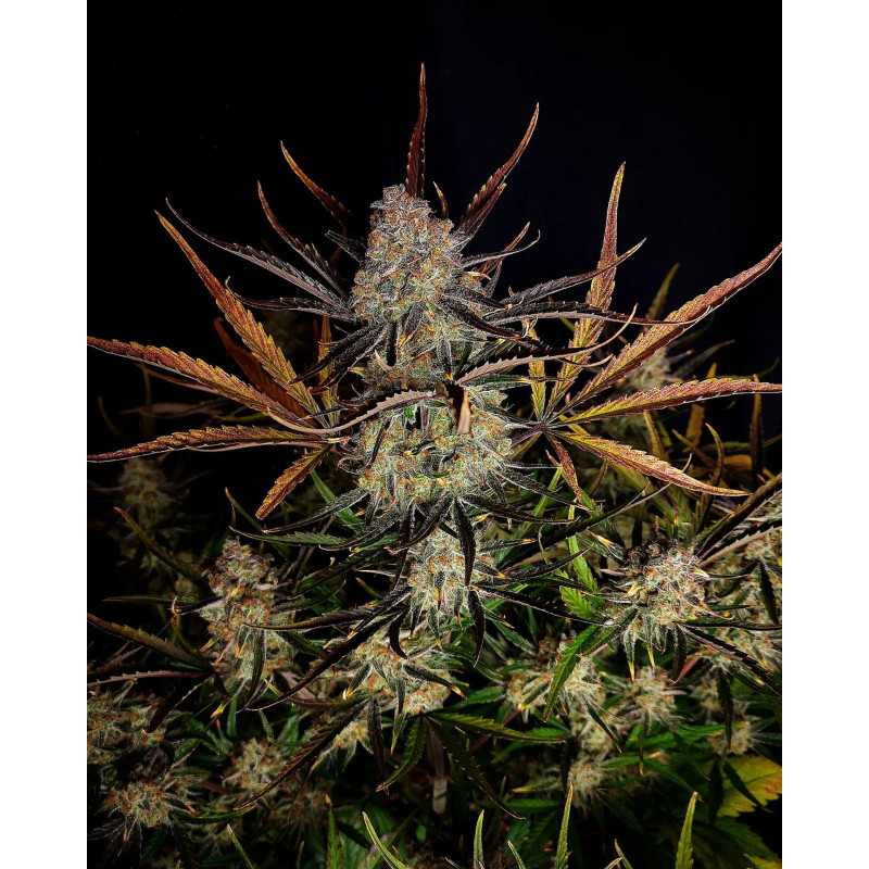 Apple Strudel Auto - Fast Buds, 3