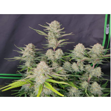 Apricot Auto - Fast Buds, 3