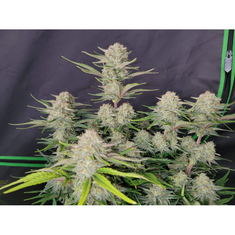 Apricot Auto - Fast Buds, 3