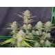 Apricot Auto - Fast Buds, 3