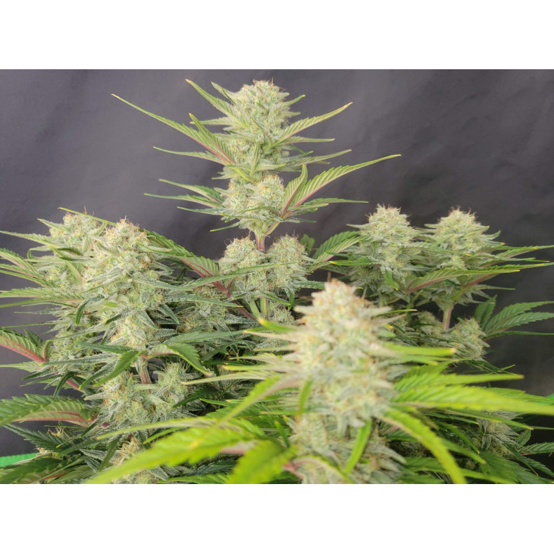 Apricot Auto - Fast Buds, 3