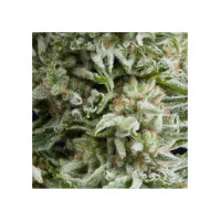 Auto Amnesia Gold - Pyramid, 3+1