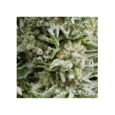 Auto Amnesia Gold - Pyramid, 50