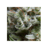 Auto Anesthesia - Pyramid, 5+2