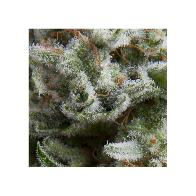 Auto Anesthesia - Pyramid, 5+2