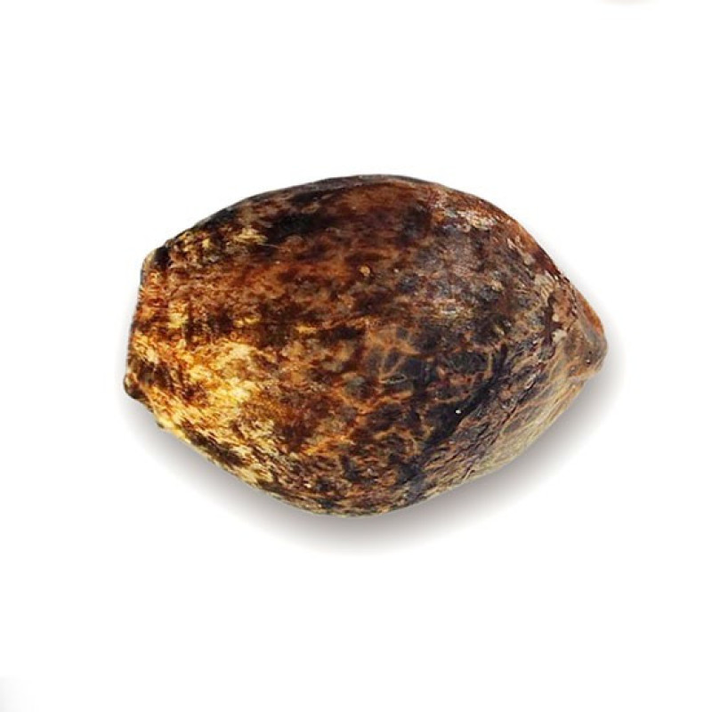 Auto Blue Ace Cbd - Delicious, 3