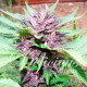Auto Dark Purple - Delicious, 3