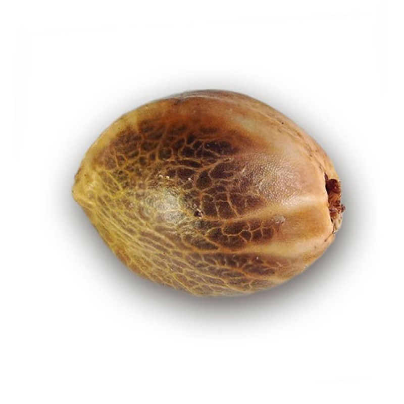 Auto Dark Purple - Delicious, 3