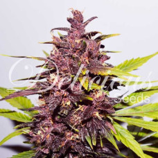 Auto Dark Purple - Delicious, 3