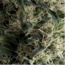 Auto Galaxy - Pyramid, 3+1