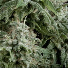 Auto Northern Lights - Pyramid, 50