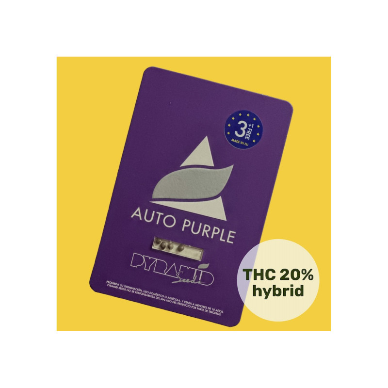 Auto Purple - Pyramid, 3+1