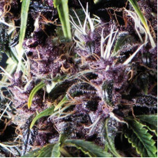 Auto Purple - Pyramid, 3+1