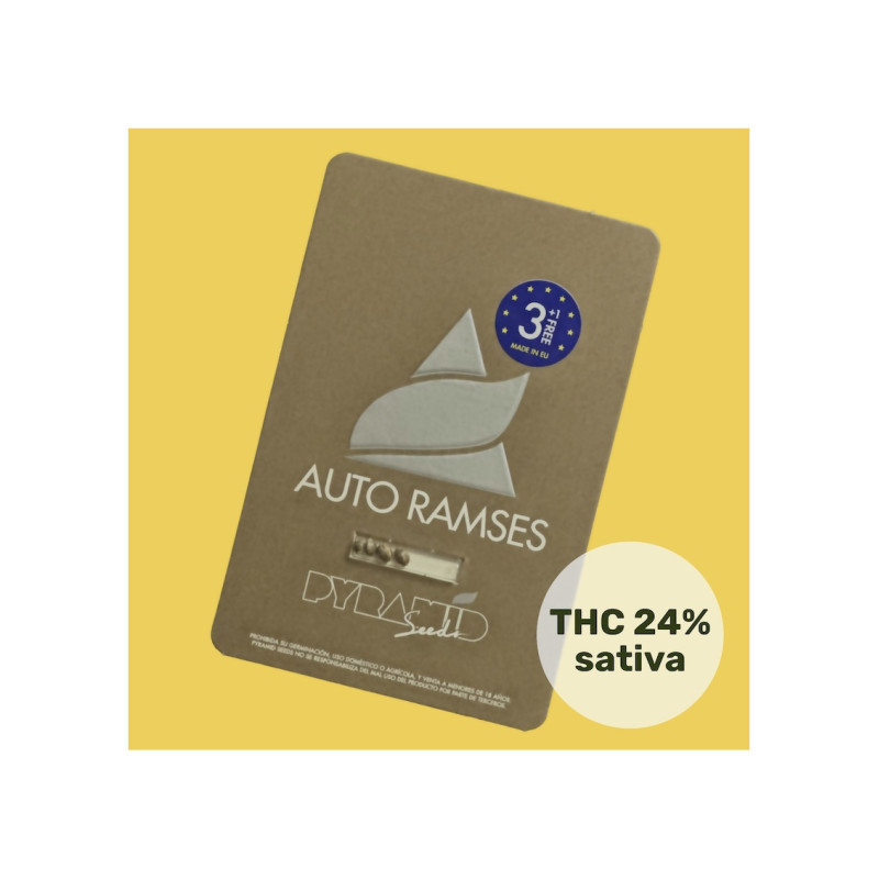 Auto Ramses - Pyramid, 50