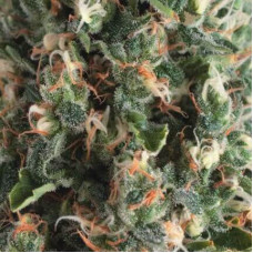 Auto Super OG Kush - Pyramid, 50