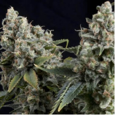 Auto Tutankhamon - Pyramid, 5+2