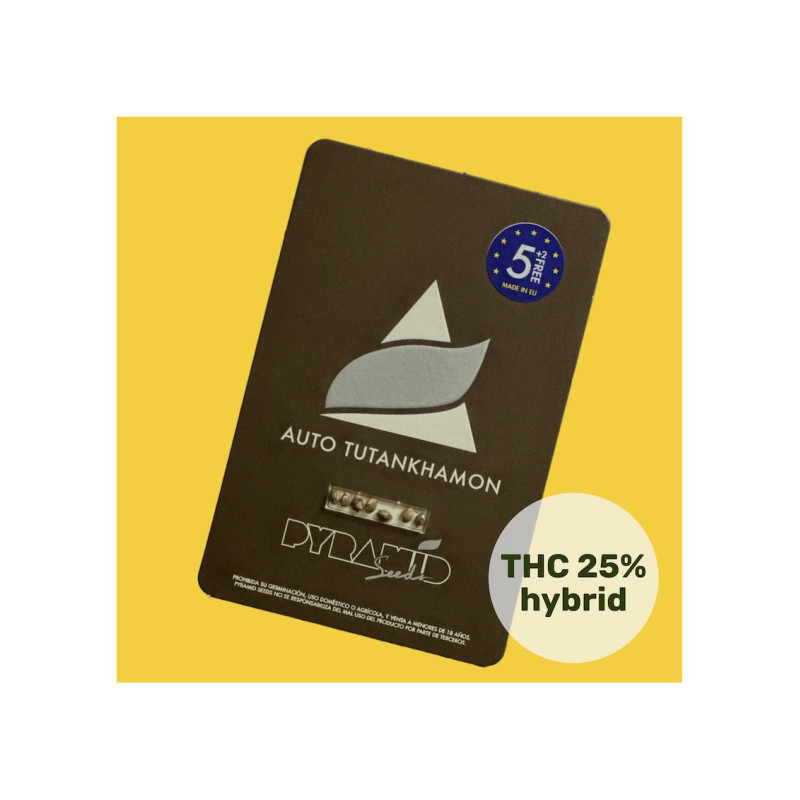 Auto Tutankhamon - Pyramid, 5+2