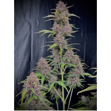 Banana Purple Punch Auto - Fast Buds, 3