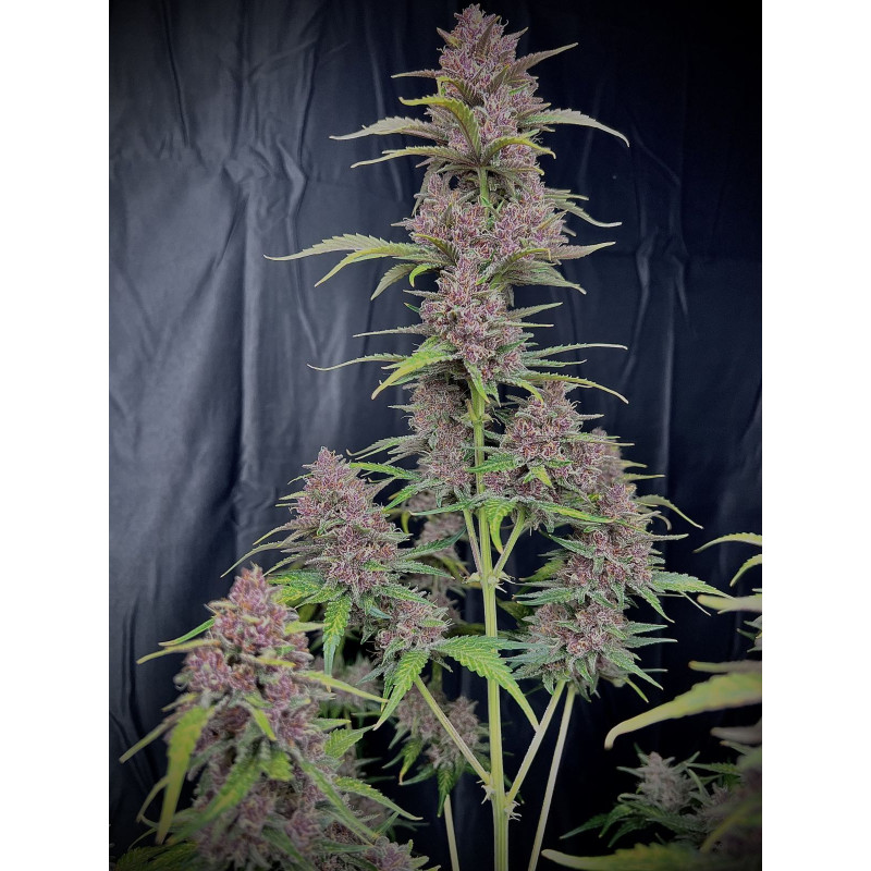 Banana Purple Punch Auto - Fast Buds, 3
