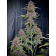 Banana Purple Punch Auto - Fast Buds, 3