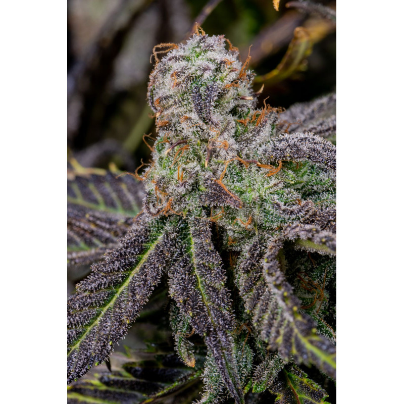 Banana Purple Punch Auto - Fast Buds, 3