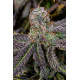 Banana Purple Punch Auto - Fast Buds, 3