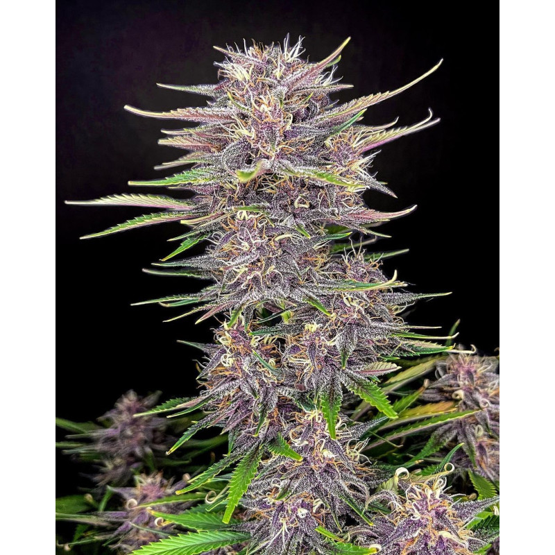 Banana Purple Punch Auto - Fast Buds, 3