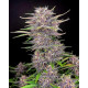 Banana Purple Punch Auto - Fast Buds, 3
